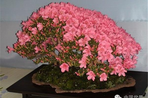 缤纷盆栽