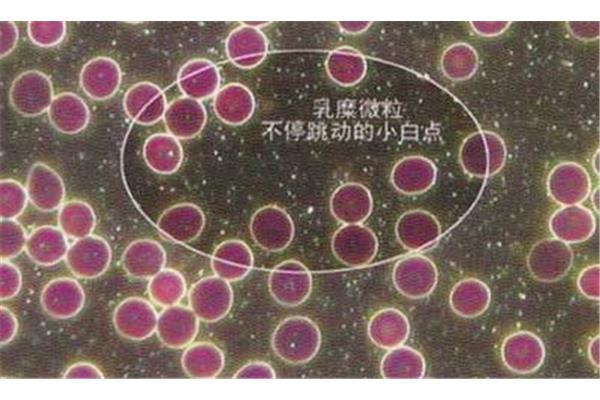 如何制作生命微粒一个原始生命,WOW 生命微粒合成在哪里?