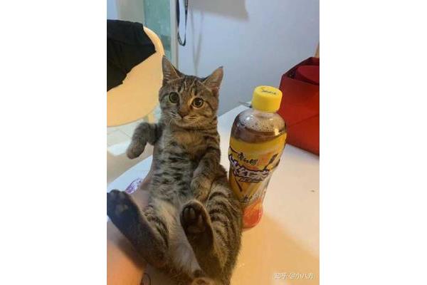 黑色鞋底的狸花猫多吗?狸花猫的领地是什么?