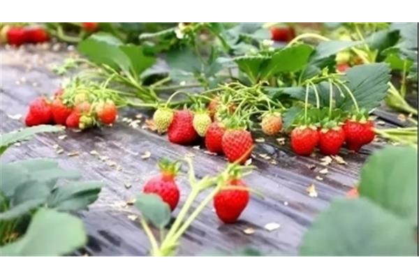 成品短视频app下载有哪些?在线观看樱桃电视剧的西瓜视频