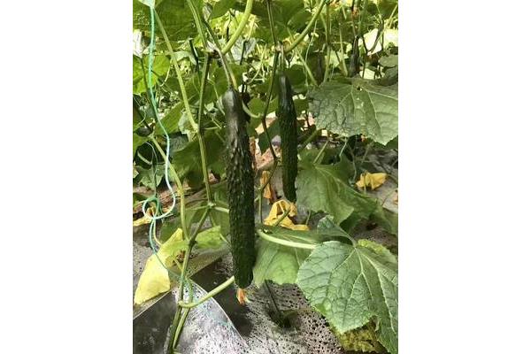 香蕉榴莲丝瓜草莓黄瓜榴莲百科,为什么茄子丝瓜草莓不一样?