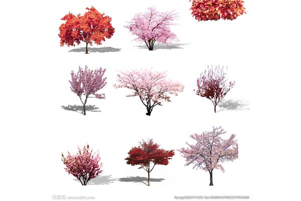 阴阳师悬赏封印樱花树红色红缨的解释是什么?