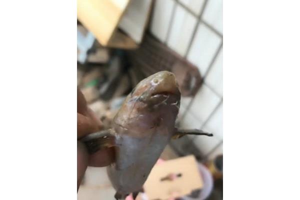 哪里可以钓到刺鱼鲶鱼,哪里可以钓到怀旧的刺鱼鲶鱼