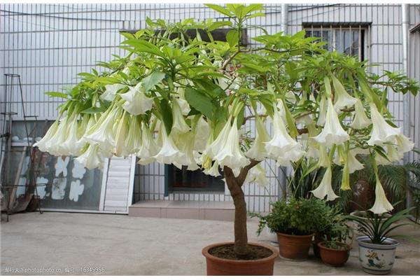 世界上还有其他花和曼陀罗花吗?这是什么植物?