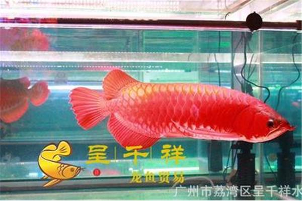 龙利鱼多少钱一条?买龙利鱼鱼苗
