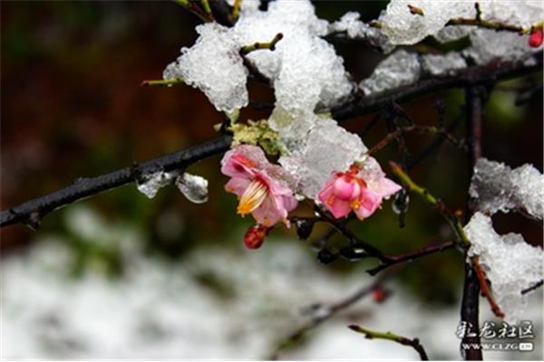 Ask 傲雪论坛邀请码?哪个平台好用?