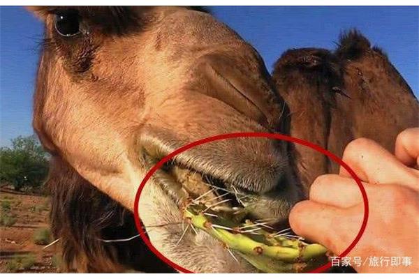 骆驼为什么能吃仙人掌?为什么骆驼可以直接吞下仙人掌?