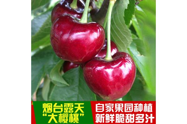 bt种子磁链接为什么不能用?可以下载bt种子的手机软件