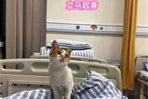 流浪猫生病了会好起来吗?这些流浪猫渴望被收养