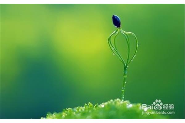 壁纸保护眼睛,电脑桌面保护眼睛的背景图