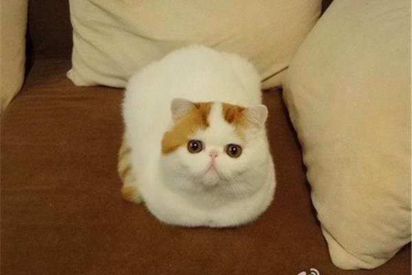 网红小胖猫,小红小胖猫图片