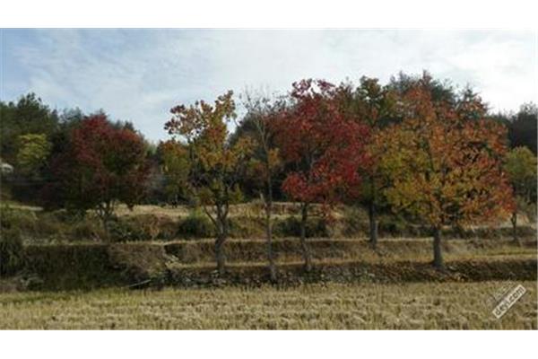 黄冈罗田红叶一村,2021罗田红叶节