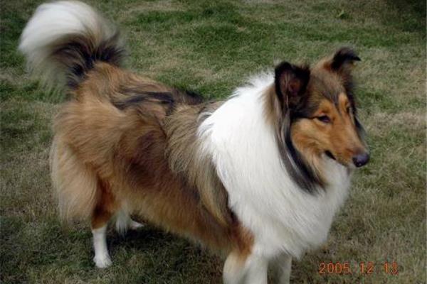 一只德国牧羊犬多少钱,一只纯种德国牧羊犬多少钱?