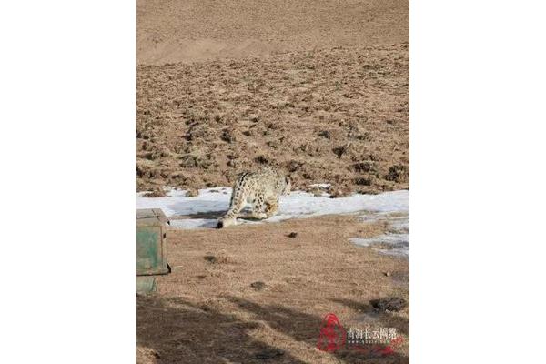 雪豹下载地址